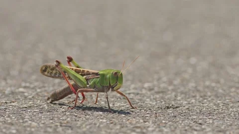 Close-up Shot of a Green Grasshopper. Stock Footage 213175885