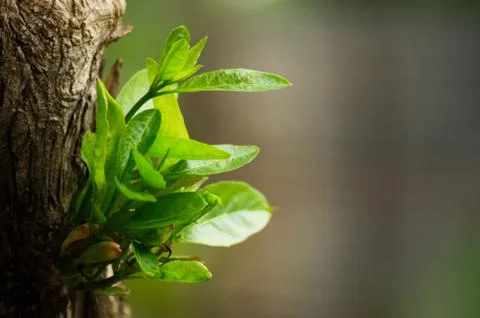 Close-up shot of green leaf background and texture. Young leaves of trees gar Foto stock