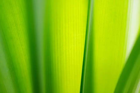 Close up shot of a green leaf background. Stock Photos