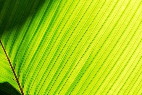A close-up shot of a green leaf with a diagonal pattern Stock Photos