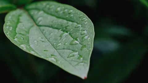 Close Up Shot of a Green Leaf with Raindrops. Stock Footage 147020483