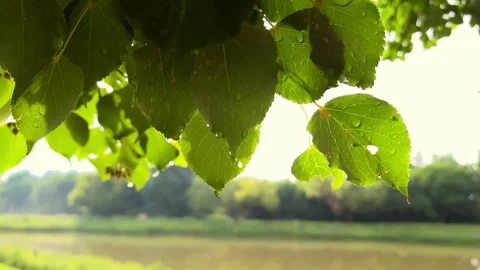 Close up shot of Green leaf with raindrops in the summer in nature develops in 動画素材 224546702