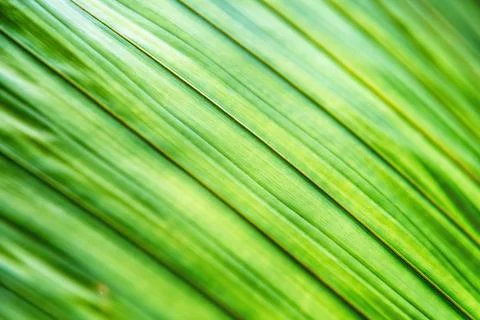 A close-up shot of a green leafs texture, showcasing its intricate lines Stock Photos