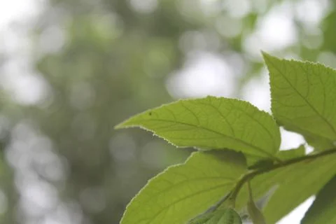 Close up shot of green leafs of tree Stock Photos