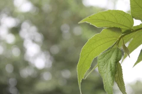 Close up shot of green leafs of tree Stock Photos