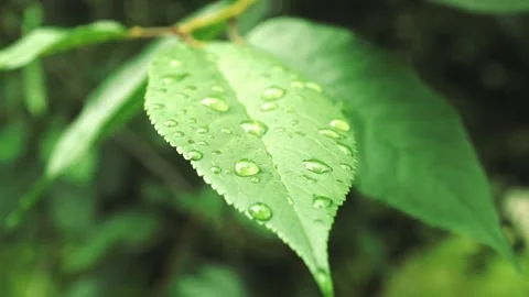 Close-up shot of green leaves covered in raindrops after a summer rain. Stock Footage 313194645