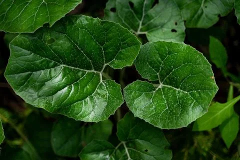 Close up shot of green leaves Stock Photos