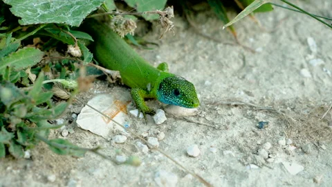 Close-up shot of a green lizard with a blue head on a stone. Slow motion. HD 库存影片 111828387