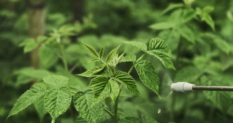 Close up shot of a green lush raspberry bush, man is spraying it against pest Stock Footage 276607964