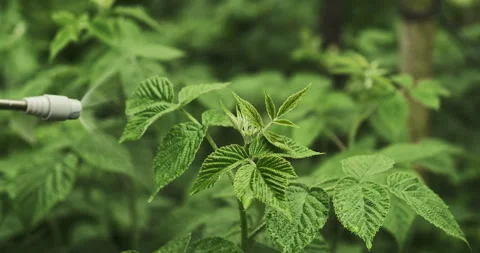 Close up shot of a green lush raspberry bush being sprayed against pests and  Stock Footage 276613055