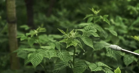 Close up shot of a green lush raspberry bush, man is spraying it against pest Stock Footage 276614214