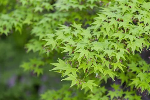 Close up shot of green maple tree Foto stock
