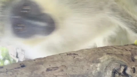 Close up shot of a Green monkey climbing a tree. Vertical shot Stock Footage 249186232