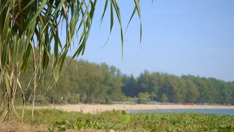 Close up shot of green palm tree or pandan leaves on wind with tropical beach Video stock 114908437