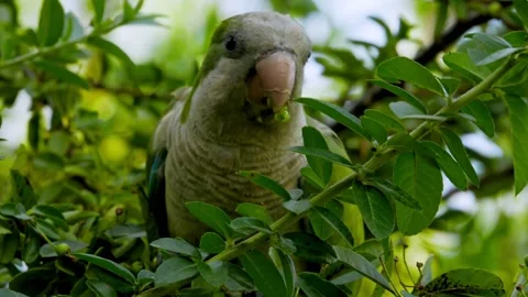 Close shot of a green parrot on a tree branch Stock Footage 247363696
