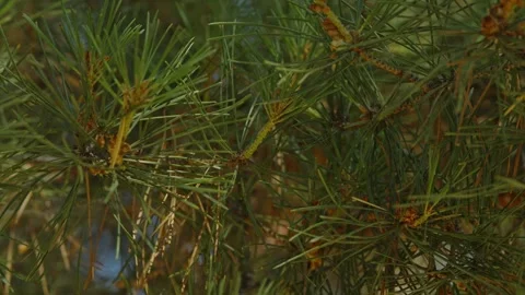 Close-up shot of green pine needles and small young cones Stock Footage 337389204