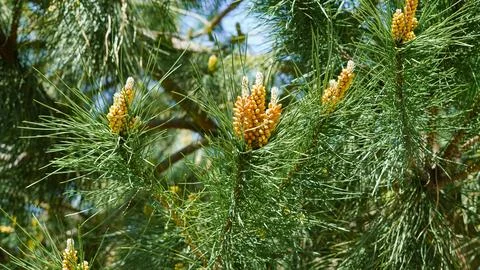A close up shot of green pine needles with several small, yellow-brown young  Stock Photos