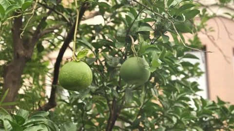 Close shot of green pomelo hanging on tree branch Stock Footage 310340819