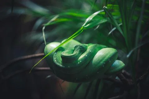 Close-up shot of a Green tree python on a tree Stock Photos