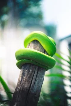 Close-up shot of a Green tree python on a tree Foto stock