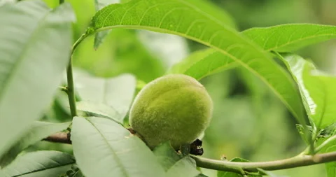 Close up shot of a green unripe peach on a branch with leaves, swaying in the Stock Footage 276610341