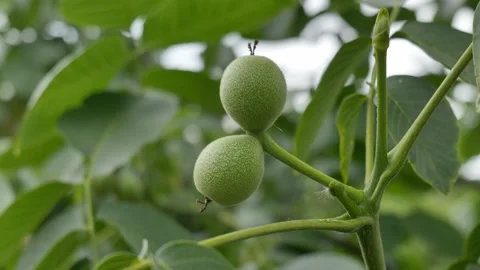 Close up Shot of Green Walnuts Hanging from a Tree Stock Footage 344827263