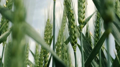 Close up shot of green wheat field. Ears of corn are moving by the wind. Green Stock Footage 166946554