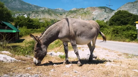 Close up shot of a grey donkey standing and grazing next to a road in the Vidéo 138407236