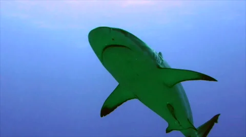 Close shot of grey reef shark red sea Video stock 42987895