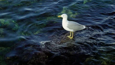 Close-up shot of a grey seagull on rocks against the Black sea in Crimea. 4K 库存影片 133449272