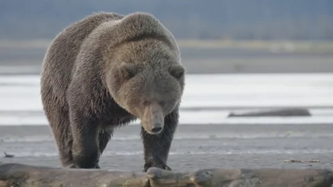 Close Shot of Grizzly Bear Walking Towards Camera Stock Footage