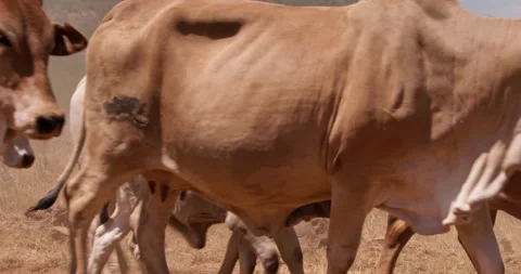 Close up shot of a group of boran cattle frames walking Vídeo Stock 308679626