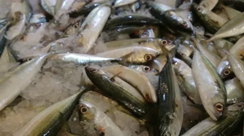 Close up shot. Group of catfish or catfishes  Video stock 40899207
