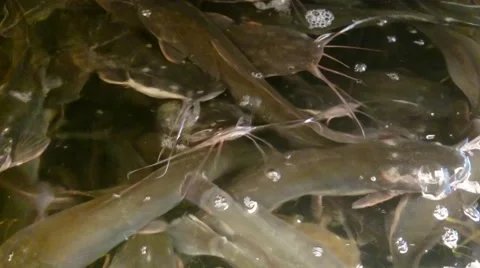 Close up shot. Group of catfish or catfishes  Video stock 40899227