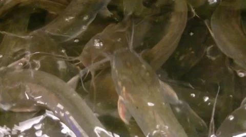 Close up shot. Group of catfish or catfishes  Stock Footage 40899232