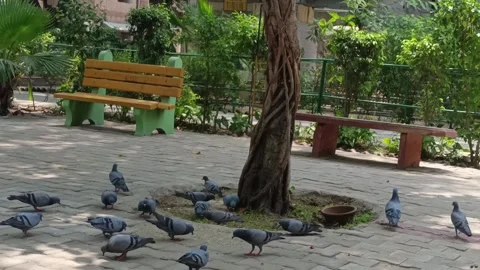 Close up shot of a group of pigeons in a park or garden taking feed 库存影片 333371012