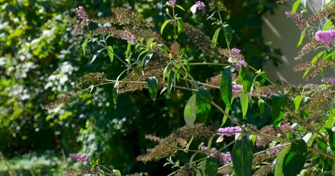 Close up shot groups of white butterflies fly land on purple flowers to feed Stock Footage 296232438