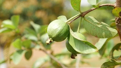 Close shot of guava hanging on a tree Video stock 147692499