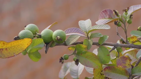 Close shot of a guava tree with unripe guavas on it Stock Footage 146152811