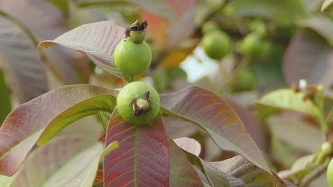 Close shot of a guava tree with unripe guavas on it Stock Footage 146152829