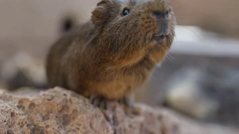 Close up shot of guinea pig eats vegetables. Female hand feeding guinea pig in Video stock 230634272