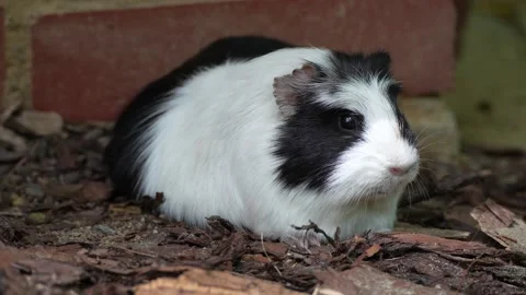 Close shot of a guinea pig Stock Footage 209278772