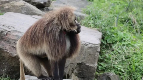 Close up shot of hairy Gelada Monkey climbing in rocks in wilderness, Video stock 249725188