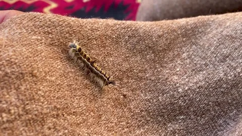A close-up shot of a hairy, patterned caterpillar crawling across a brown Stock Footage 342080984