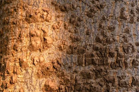 Close-up shot of half-lightened tree bark surface texture Stock Photos