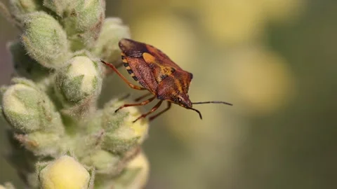 Close up shot of Halyomorpha halys - Brown marmorated stunk bug in flower Stock Footage 247877337