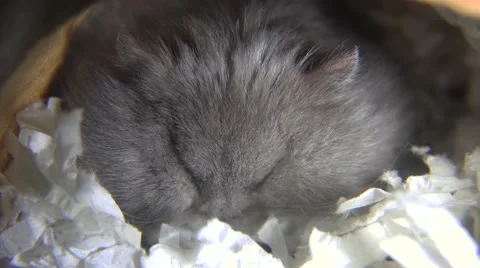 Close shot of hamster sleeping in log Video stock 68743330