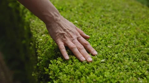 A close-up shot of a hand gently touching a lush green hedge. The texture of the Stock Footage 307276363
