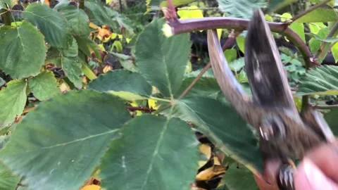 A close-up shot of hand-held bypass pruners cutting a thin, brown currant b.. Video stock 323175237
