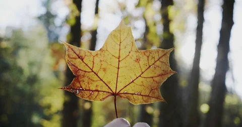 Close-up Shot of a Hand Rotating a Fallen Maple Leaf Stock Footage 96384256